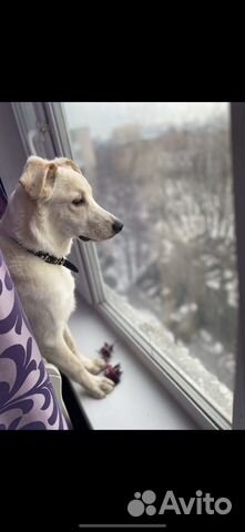 В добрые руки