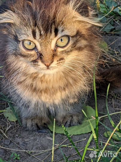 Котята бесплатно