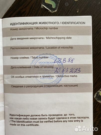 Болонка мальтезе