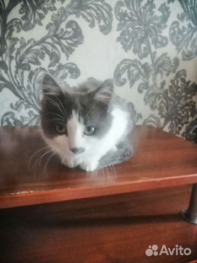 Кошка в дар бесплатно