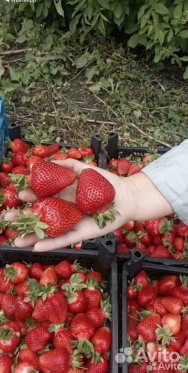 Саженцы клубники