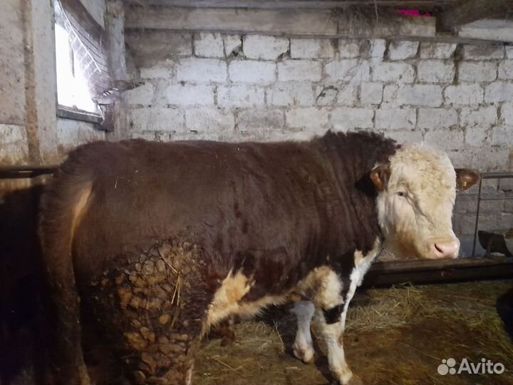 Быки герефорд