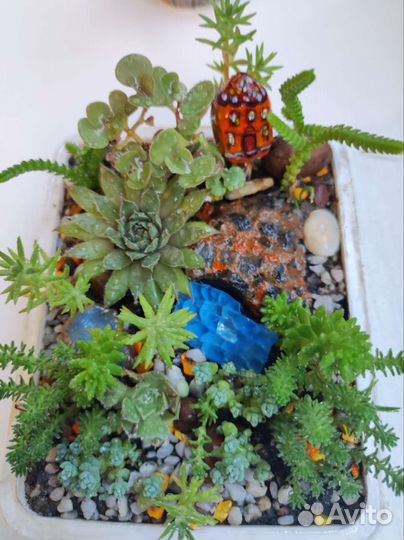 Суккуленты,много, наборы, флорариумы цветущие