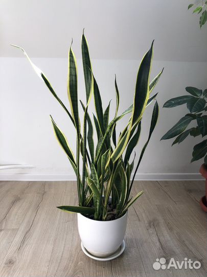 Шефлера, сансевиерия, монстера манки