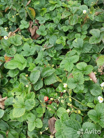 Рассада клубники