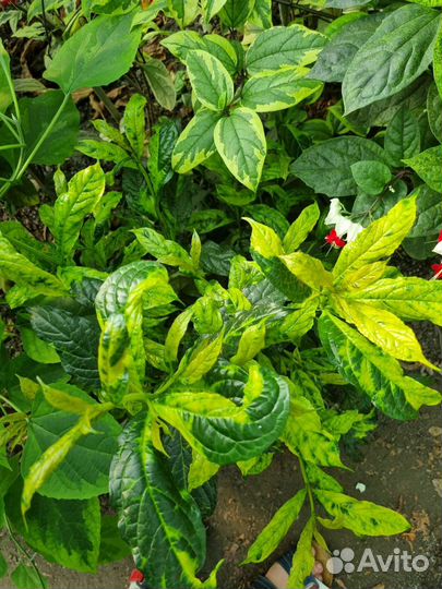 Клеродендрум вариегатный