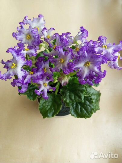 Фиалка детки