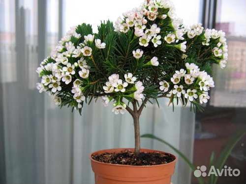 Комнатные растения. Хамелациум