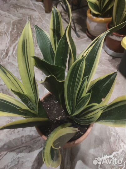 Сансевиерия голден флейм