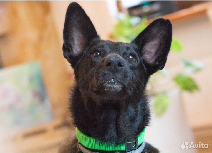 Пес в добрые руки