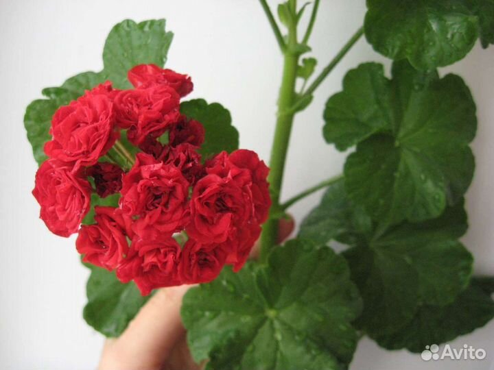 Пеларгония occold lagoon, pac amelit, qwantum whit