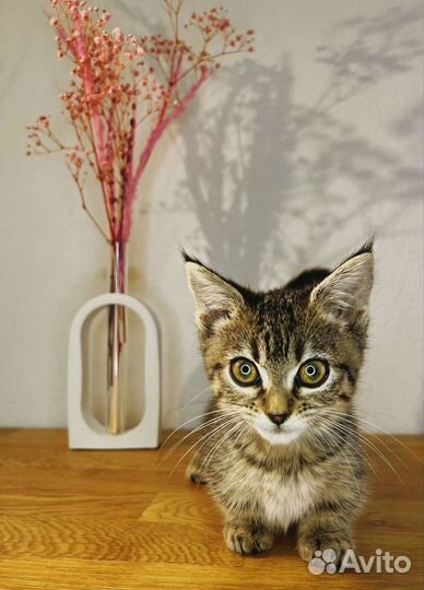 Кошечка Манчкин генетта стандарт