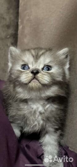 Полосатики шотландские