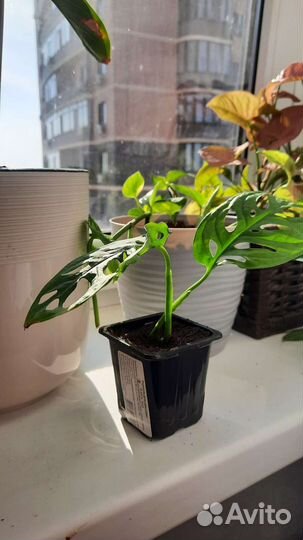 Монстера манки