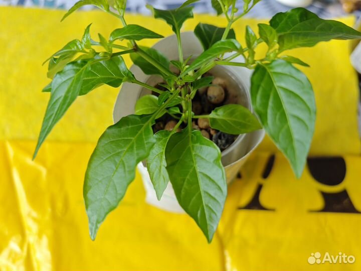 Рассада острого перца