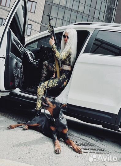 Доберман для фотоссесии