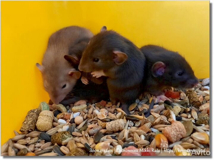 Крысы. Крысята Дамбо из питомника а Москве