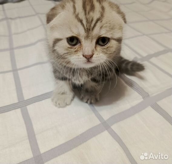 Шотландские вислоухие котята