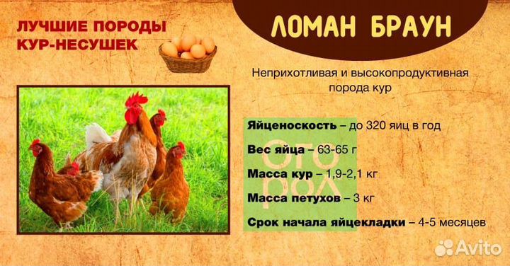 Куры молодые