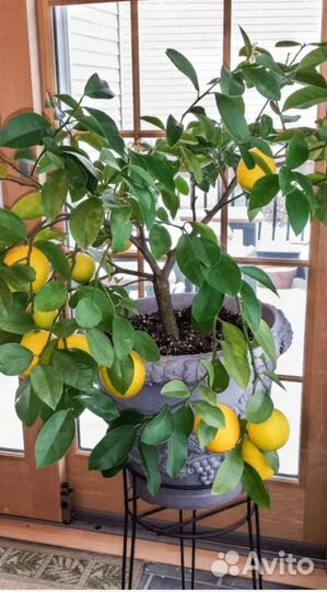 Лимон Мейера взрослый 1,2метра