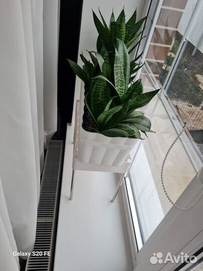 Сансевиерия