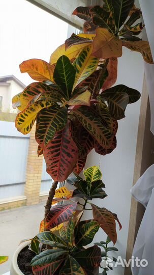 Кротоны сортовые