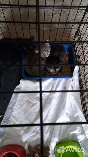 Котята в дар