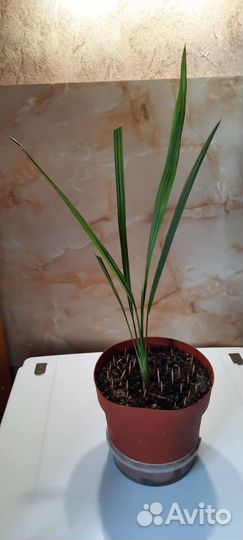 Финиковая пальма