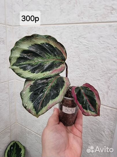 Калатея без названия