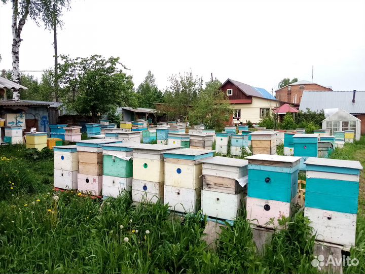 Пчеломатки, пчелопакеты: Карника, Бакфаст