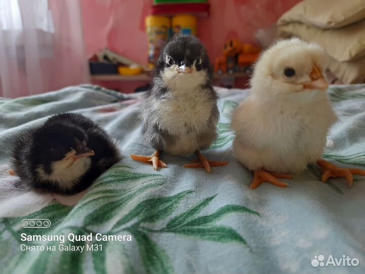 Яйца на инкубацию микс