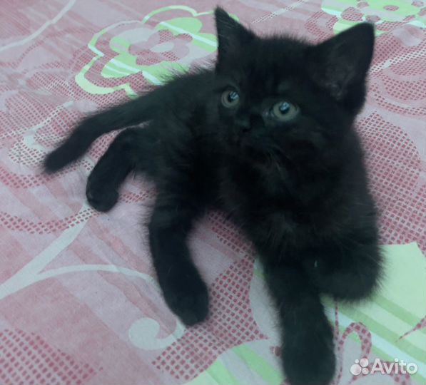 Кошка в дар бесплатно