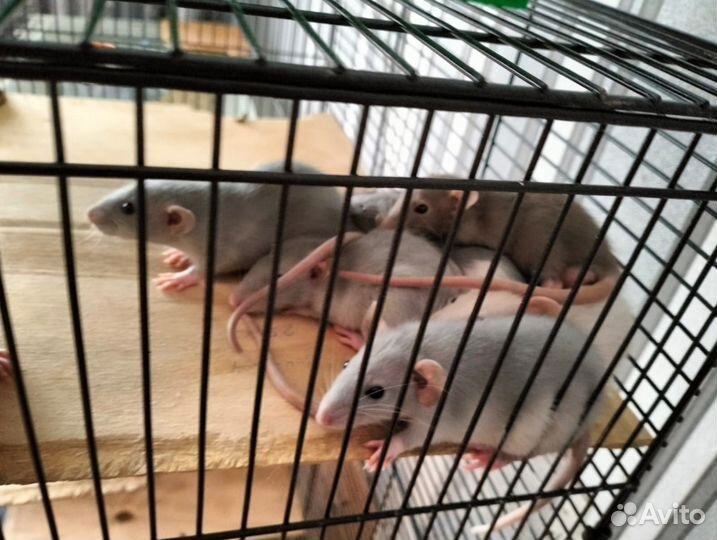 Крысята ручные и мама разного окраса