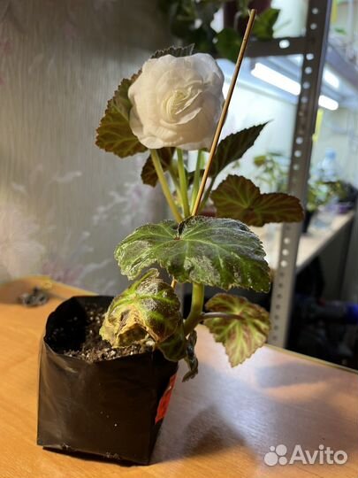 Бегония клубневая