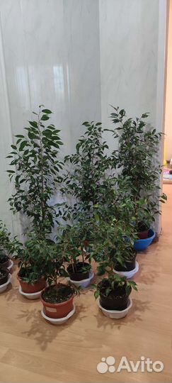 Фикус бенджамина