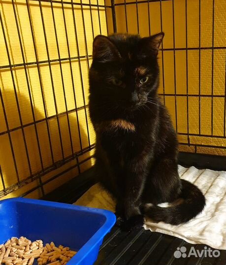 Кошечка Муся Черепашка