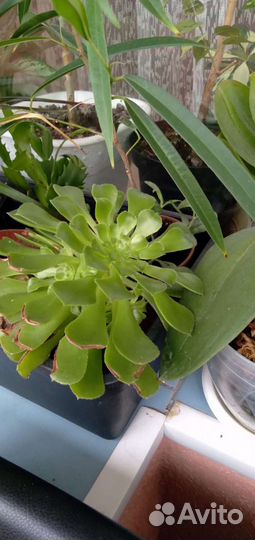 Комнатные растения