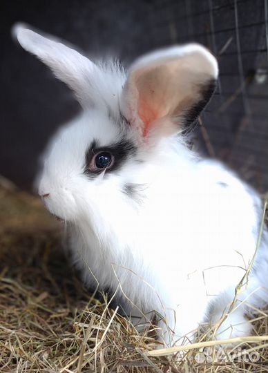 Декоративные кролики