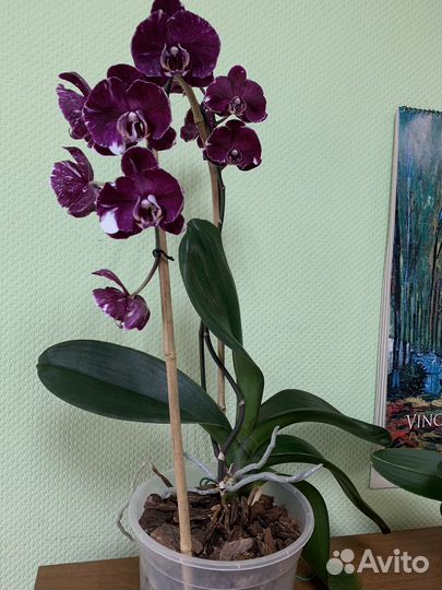 Орхидея фаленопсис 