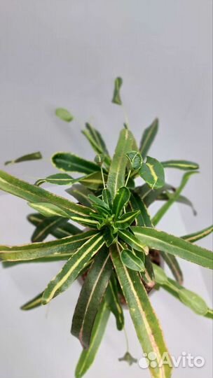 Фикус кротон