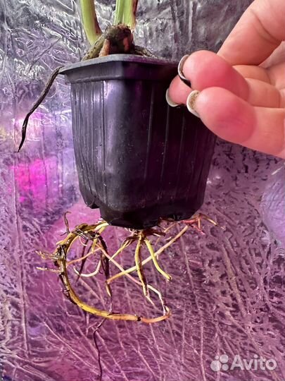 Монстра Тайское созвездие