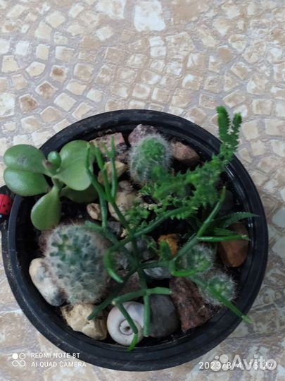 Садик из суккулентов и кактусов