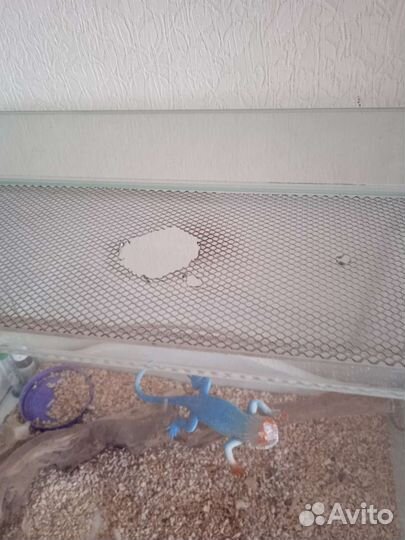 Аквариум для земноводных