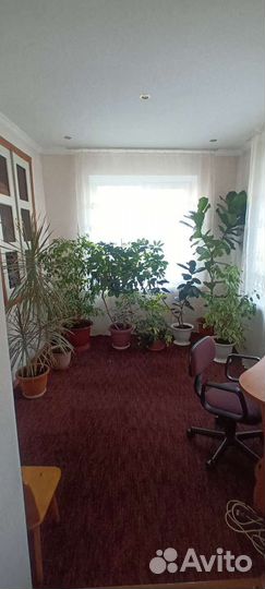 Шефлера,фикусы