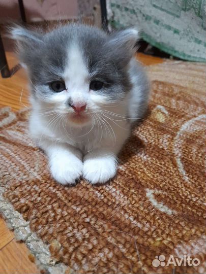 Кошка в дар