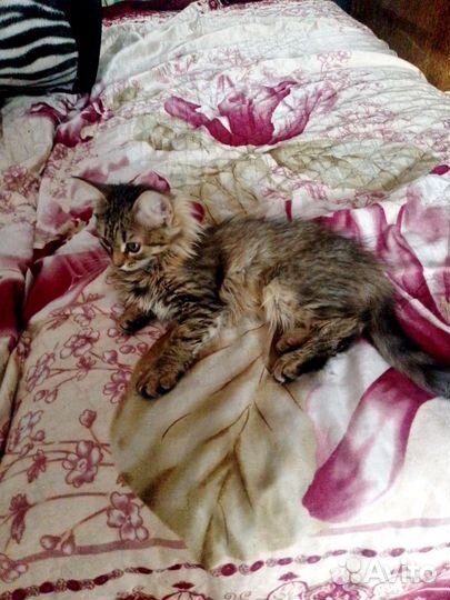 Сибирские котята