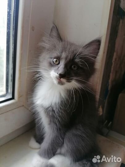 Котята