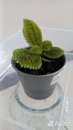 Пилея Мун Валли (Pilea Moon Valley)