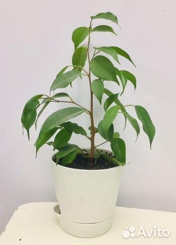 Фикус Бенджамина