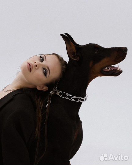 Доберман для фотосессии